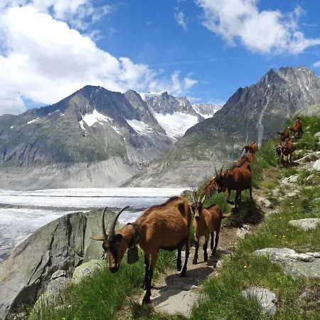 Aragon N103 By Interhome アパート フィエッシュ